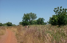 La brousse