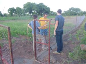 Dans le jardin potager, les plantes issues des graines reproductibles données par Kokopelli à CABUSO.